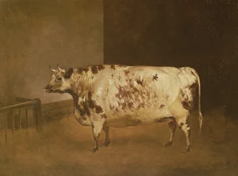 Shorthorn-Kuh, ca. 1850